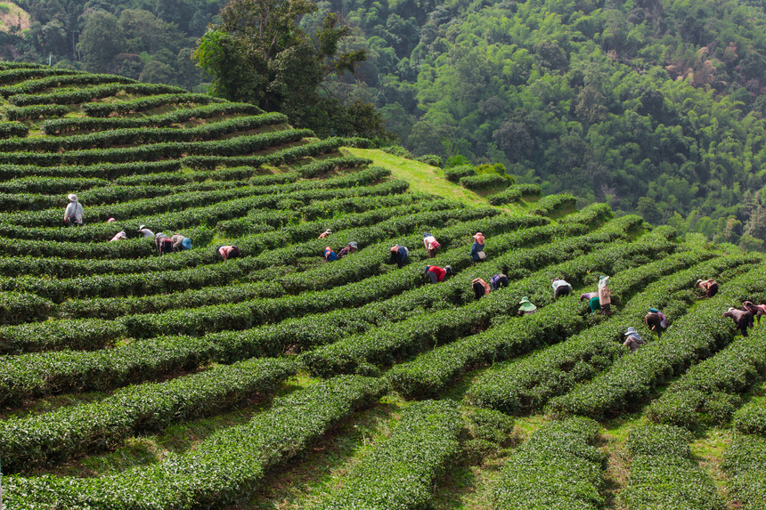 WISATA ALAM SEGAR: Kebun teh menyajikan pemandangan hijau dan udara segar