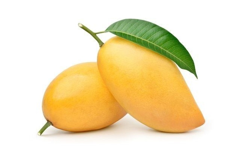 Ilustrasi mangga