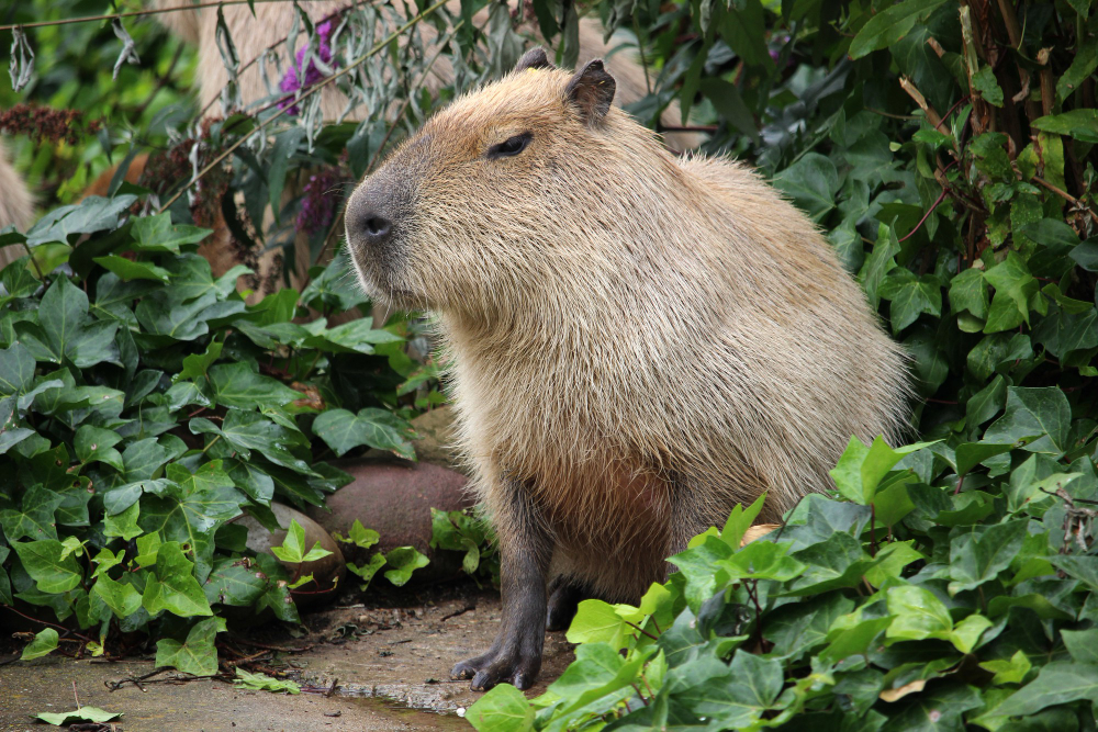 CAPYBARA: Dikenal oleh netizen dengan julukan "Mas Bro", capybara punya beragam fakta unik yang&nbsp;wajib&nbsp;kamu&nbsp;tahu