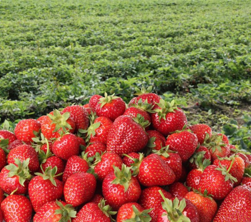 STRAWBERRY: Salah satu buah yang bisa kamu temukan di Malang dengan cara memetiknya sendiri!