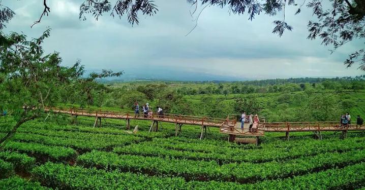 indah: bukit kuneer, salah satu wisata alam yang wajib dikunjungi buat akhir pekan di Malang Raya