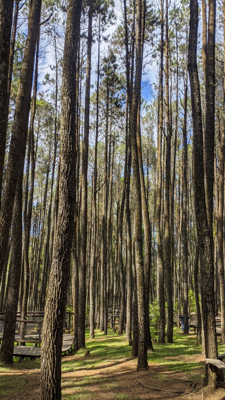 ASRI: Hutan pinus di Malang ini tawarkan udara segar dan pemandangan hijau yang bikin hati tenang dan pikiran fresh.