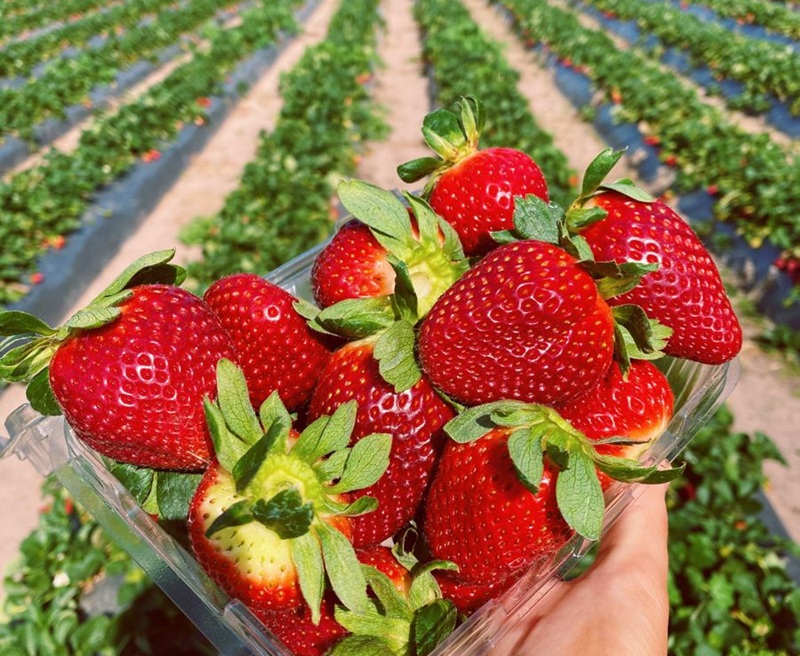 REKREASI: Memetik stoberi secara langsung dari kebun