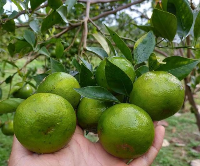 REKREASI EDUKASI: Memetik buah jeruk langsung dari pohon