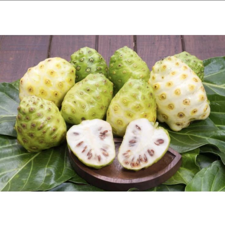BERKHASIAT: Buah mengkudu segar dengan aroma khas dipercaya memiliki banyak manfaat bagi kesehatan tubuh.