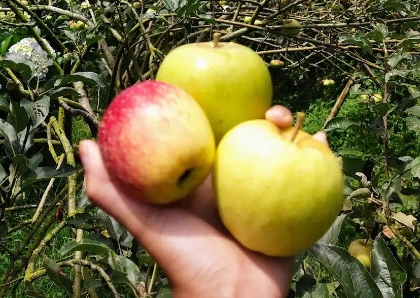 SEGAR DAN MANIS: Petani tengah memanen apel di salah satu kebun di Kecamatan Poncokusumo, Kabupaten Malang. Apel Malang dikenal memiliki rasa khas dan kandungan gizi yang tinggi.