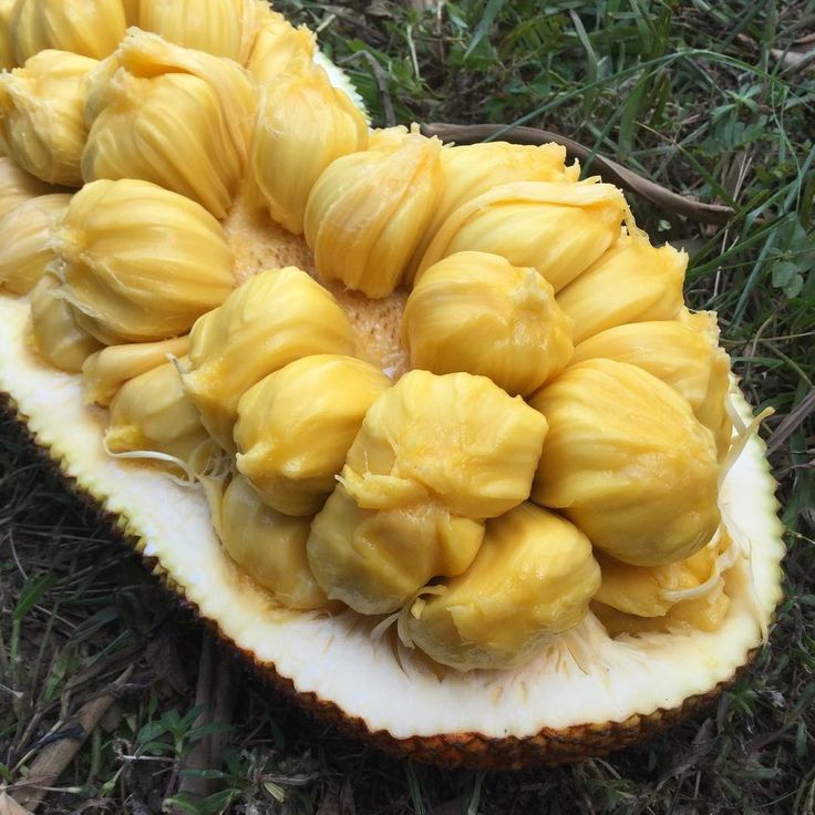 MANIS: Buah cempedak matang beraroma manis dengan daging lembut kuning keemasan siap dinikmati.