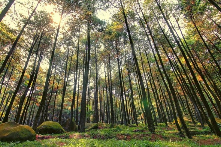 Ilustrasi pohon pinus