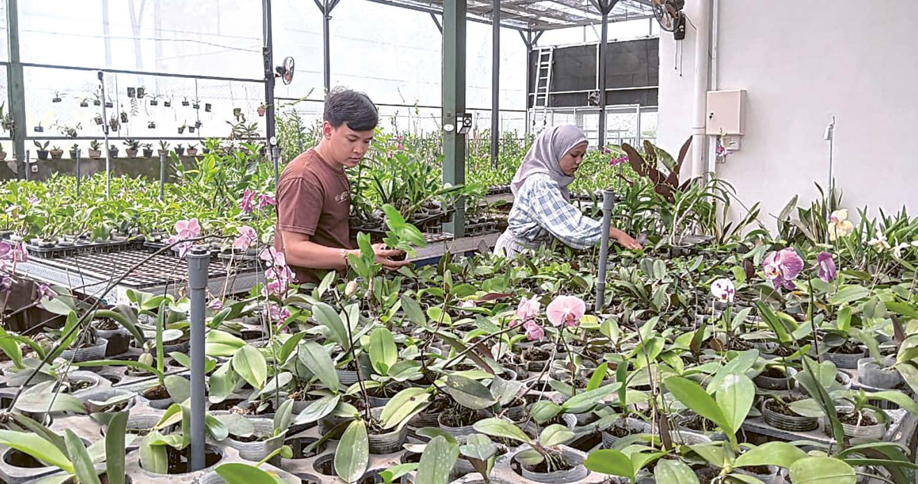 LEBIH EFISIEN: Keenan Orchid Incubation Nursery (KOIN) di Dusun Sempol, Desa Ardimulyo, Kecamatan Singosari memanfaatkan teknologi untuk penyiraman anggrek.