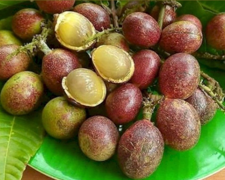 MATOA: Buah matoa, buah khas Papua yang punya rasa unik manis dan mirip seperti kelengkeng