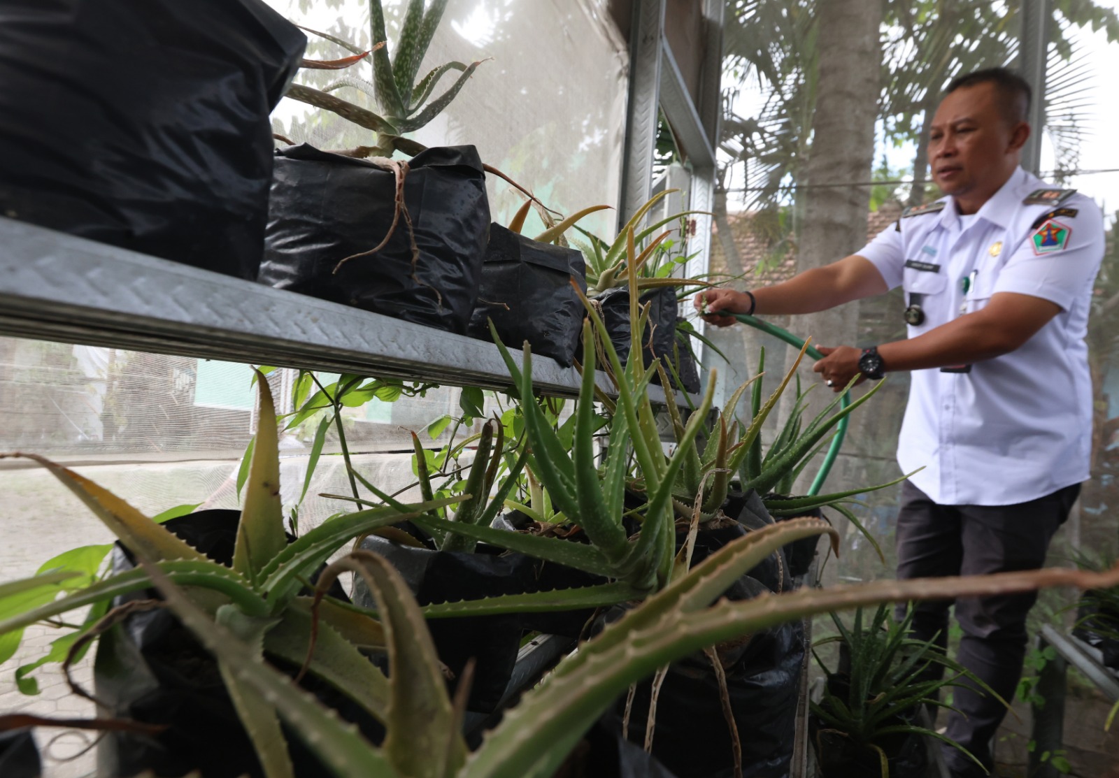 Lurah Ciptomulyo Dedi Surfianto sedang menyirami aloevera di green house. (Darmono/Radar Malang)