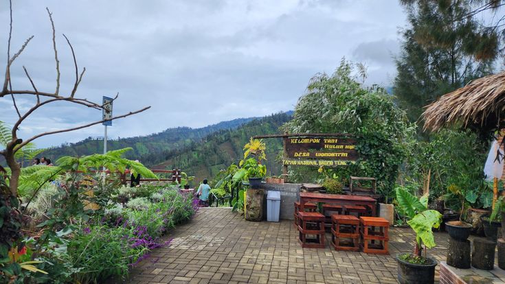 CANTIK & SEJUK: Taman Edelweiss Wonokitri menghadirkan hamparan bunga abadi di kaki Gunung Bromo, pemandangannya indah dengan latar pegunungan dan kabut pagi yang menenangkan.