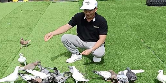 GIGIH: Ketua Arjuna Racing Pigeon Club (ARPC) Malang Bambang Irawan memberi makan burung merpati peliharaannya di halaman Hotel Grand Mercure Malang Mirama
