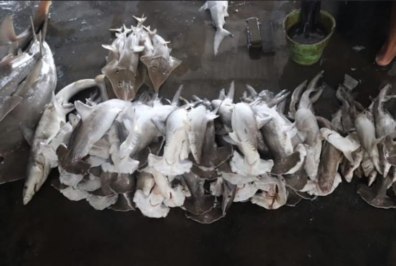 SOLUTIF: Kondisi darurat konservasi yang mengancam predator puncak lautan ini mendorong seorang pemuda dari Banyuwangi untuk menghadirkan solusi berbasis teknologi Kecerdasan Buatan (AI).