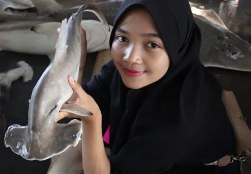BANYAK DIBURU: Penangkapan yang masif ini sangat mengkhawatirkan karena hiu dikenal memiliki laju reproduksi sangat lambat.