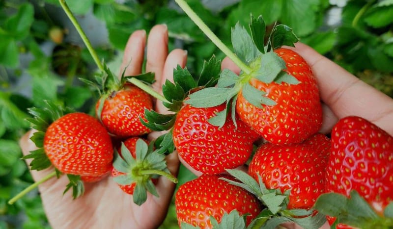 HILANGKAN PENAT: Ini deretan wisata petik buah yang bisa kamu kunjungi di sekitar Malang.