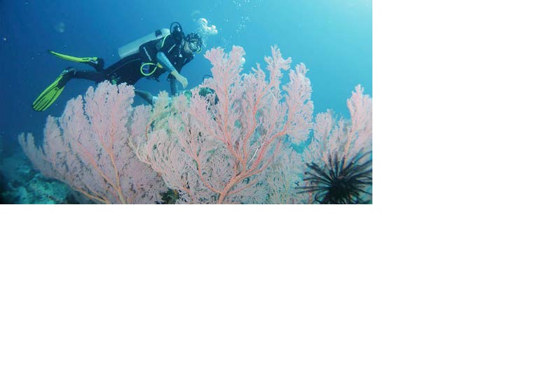 BUAH KETELATENAN: Ugi Agustono Scott menjelajahi spot penyelaman di Raja Ampat, Papua pada 2024 lalu. Foto kanan, Ugi juga sempat diundang sebagai pembicara di beberapa forum perempuan internasional.