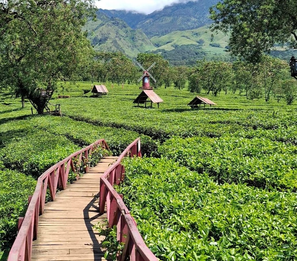 KEBUN TEH: Pesona kebun teh di daerah Malang dengan suasana yang sejuk dan menenangkan, siap jadi destinasi liburanmu di akhir pekan