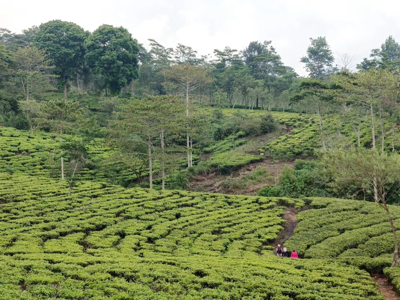 EKSOTIS: Kebun Teh Wonosari, tempat yang menjadi destinasi favorit bagi wisatawan yang ingin menikmati suasana alam yang tenang.
