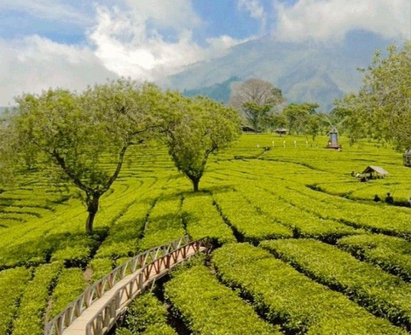 WISATA ALAM: Pesona Kebun Teh Wonosari di Lawang