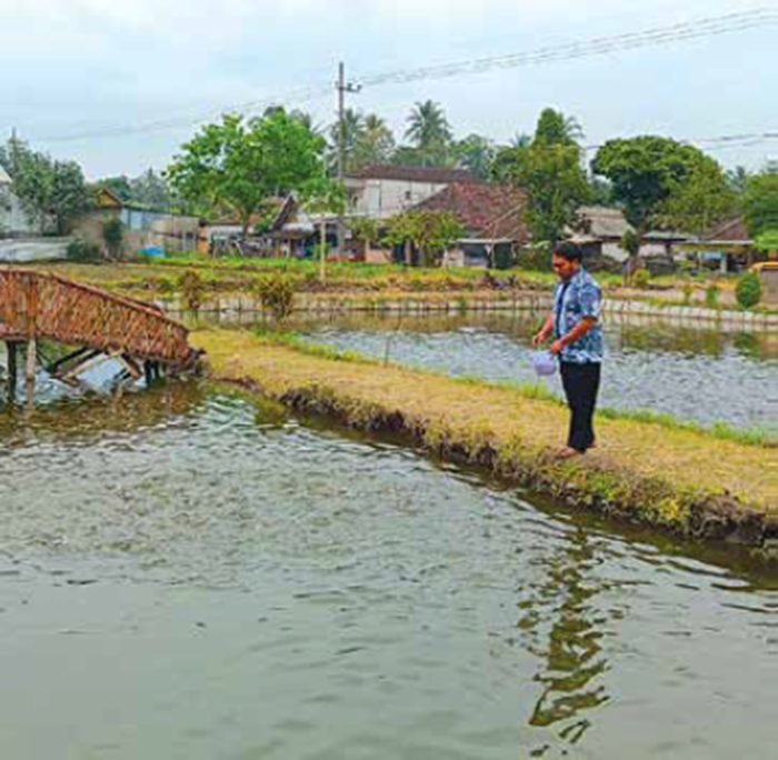 DAPAT DANA STIMULAN: Pembudidaya nila menabur pakan ikan di kolam Desa Pandanajeng, Kecamatan Tumpang kemarin.