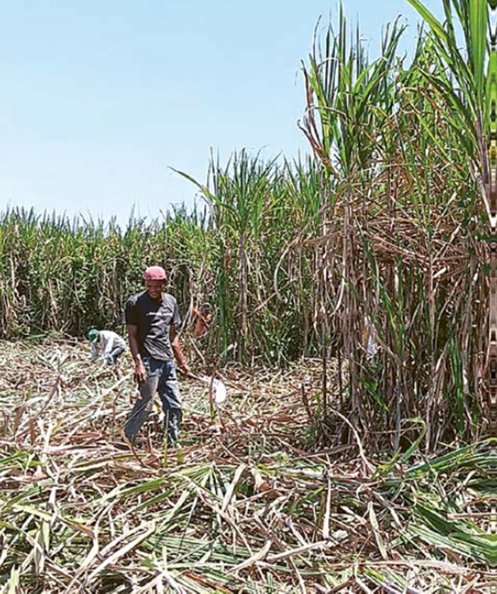 MEROSOT: Seorang petani memanen tebu di Desa Kedungpedaringan, Kecamatan Kepanjen beberapa waktu lalu.
