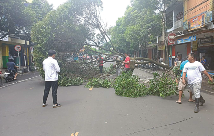 BENCANA: Tim BPBD Kabupaten Malang dibantu warga mengevakuasi batang pohon yang tumbang di jalan yang menghubungkan Dusun Bonjagung ke Dusun Baraan, Desa Pait, Kasembon, Rabu lalu (5/11)