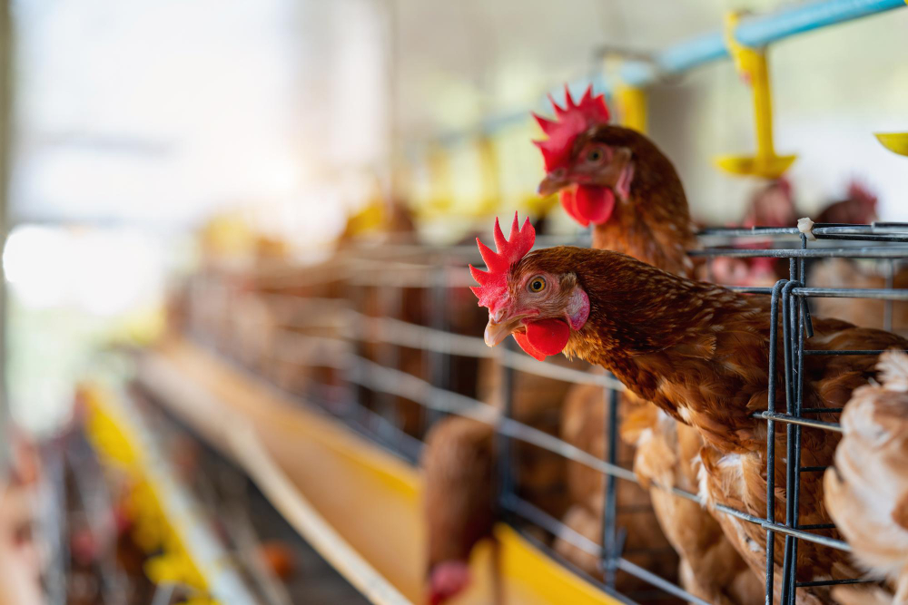 TERUS MEROKET: Biaya pakan ayam yang terus meningkat dan kerap tak terkendali mendorong upaya lebih lanjut melalui bantuan subsidi pakan.