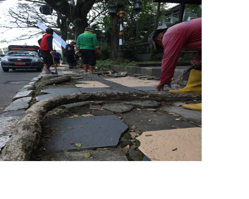 RAWAN TUMBANG: Petugas DLH Kota Malang memangkas ranting pohon di sepanjang jalur pedestrian Jalan Kertanegara beberapa waktu lalu.