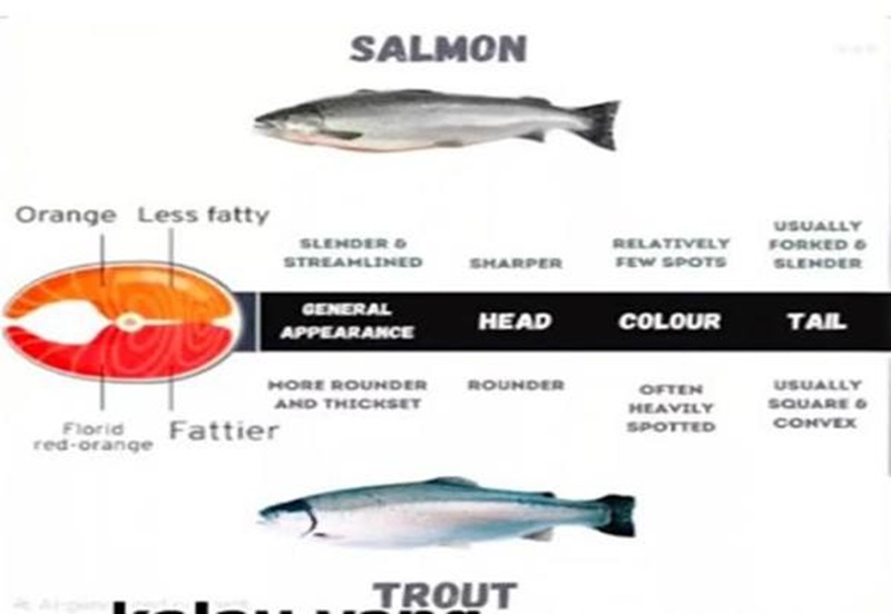 Ilustrasi perbedaan antara Trout dan Salmon