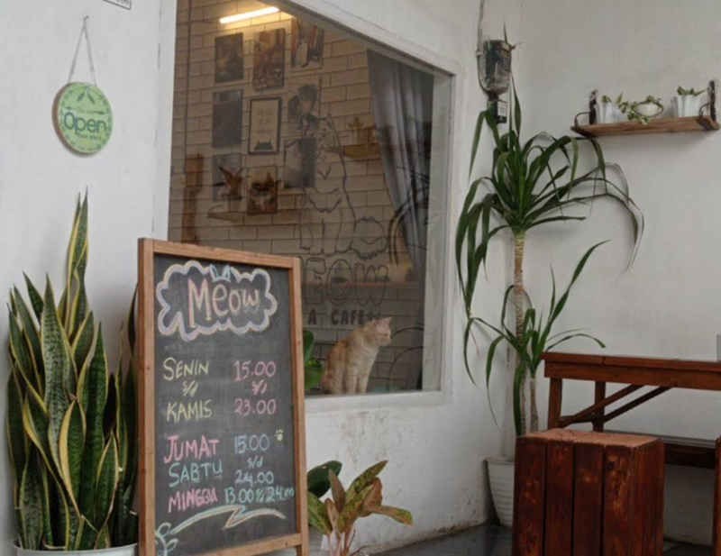 KAFE KUCING: Meow cat di malang dengan kucing yang menggemaskan