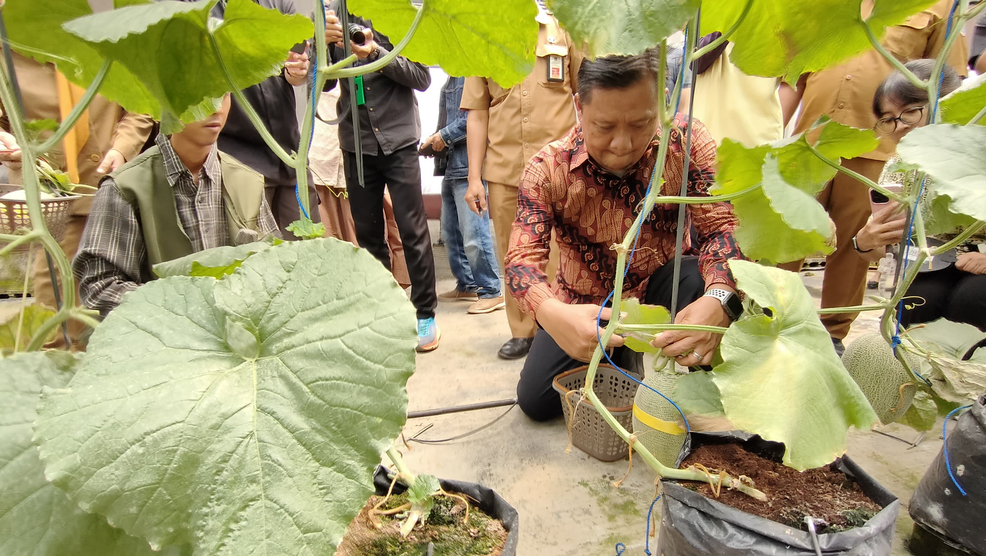 Asisten Deputi Penempatan dan Perlindungan Pekerja Migran Kemenko PMK Budhi Hidayat Laksana memanen melon di Desa Bedali.