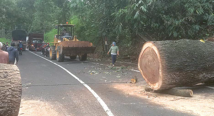 PICU KEMACETAN: Personel BPBD Kabupaten Malang mengevakuasi pohon tumbang yang melintang di Jalan Desa Pait, Kecamatan Kasembon kemarin (20/11). Arus lalu lintas di jalur utama Malang-Kediri sempat te