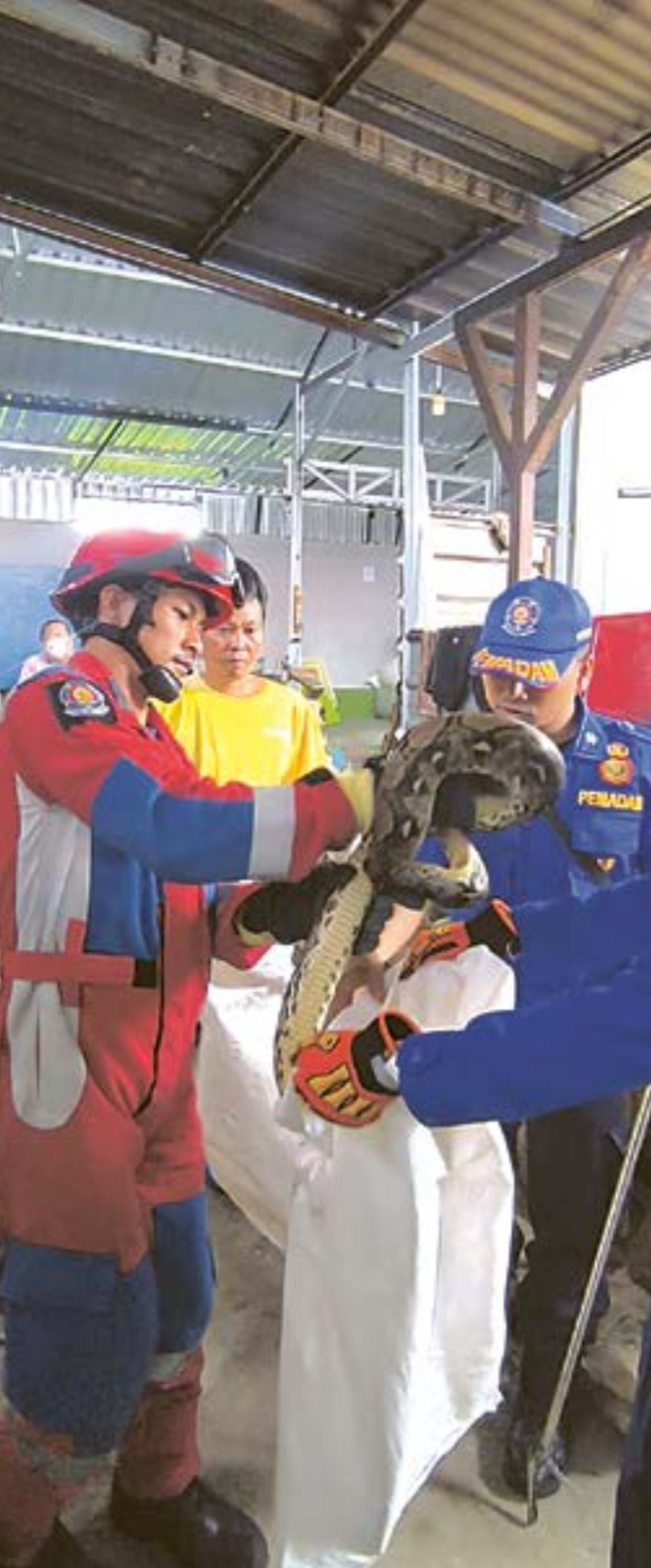 DIAMANKAN: Personel Damkar Kabupaten Malang berhasil mengevakuasi ular piton yang masuk ke pabrik cincau, Desa Parangargo, Kecamatan Wagir dibuat geger kemarin (24/11).