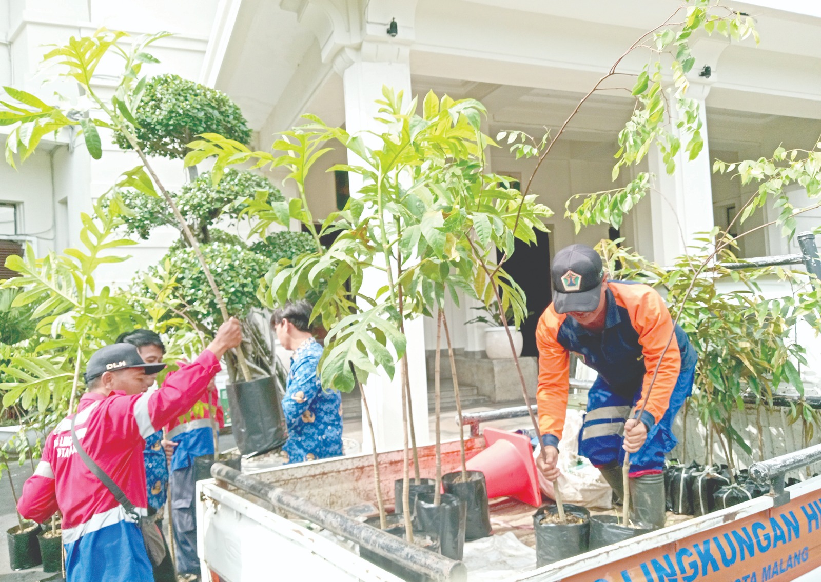 PENGHIJAUAN: Petugas DLH Kota Malang menurunkan bibit pohon dari pikap di Balai Kota Malang pekan lalu.