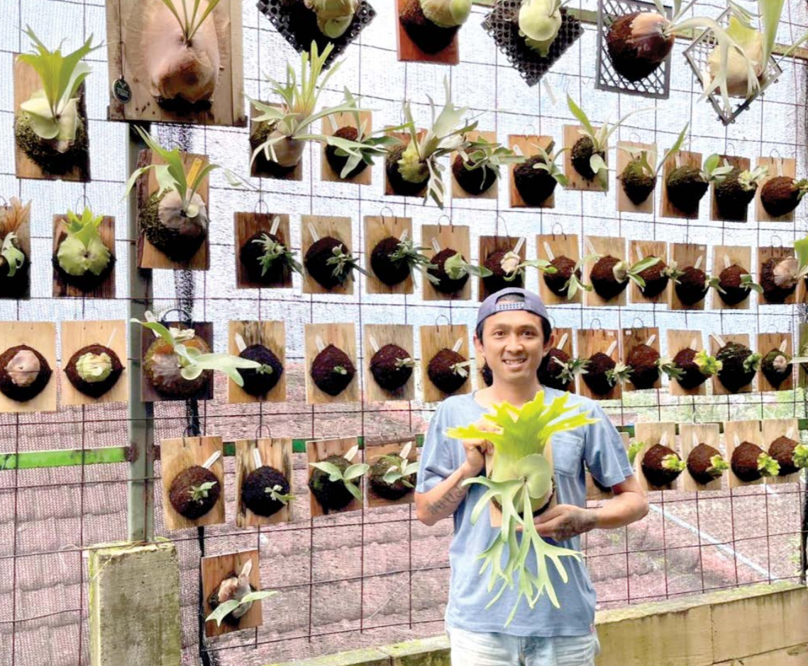 VARIATIF: Dhimas Galang Anngoro menunjukkan salah satu jenis tanaman tanduk rusa di greenhouse miliknya beberapa waktu lalu. Dia konsisten memenuhi permintaan pasar internasional.