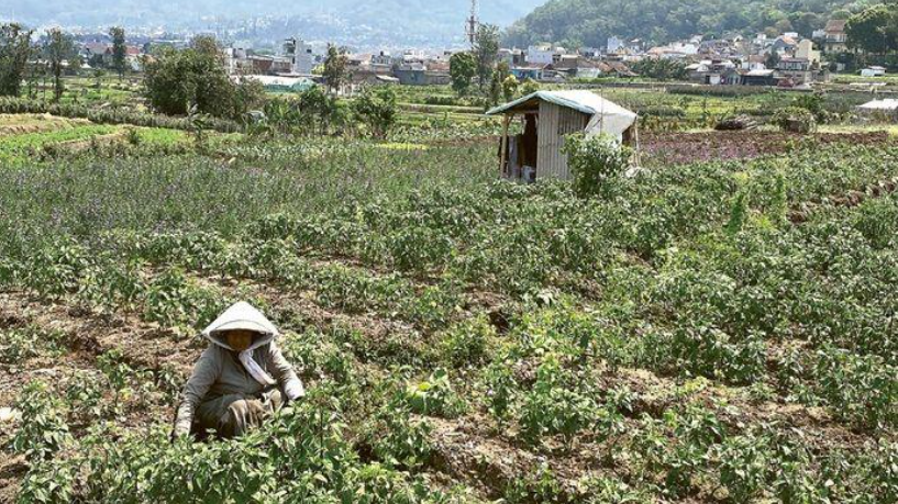 MASA TANAM: Petani di Desa Sumberejo, Kecamatan Batu merawat lahan kentangnya dari rumput liar yang tumbuh beberapa hari lalu.