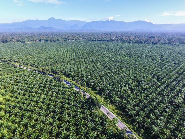 SAWIT: Kelapa sawit tidak bisa menggantikan pohon hutan dalam penyerapan air