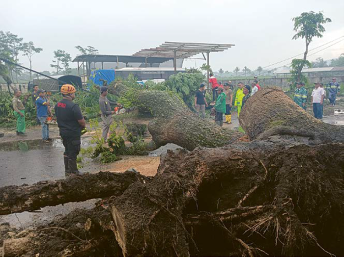 KEJADIAN YANG KEDUA: Pohon berjenis saman di Jalan Raya Desa Kemantren, Kecamatan Jabung tumbang pada Rabu sore (3/12)
