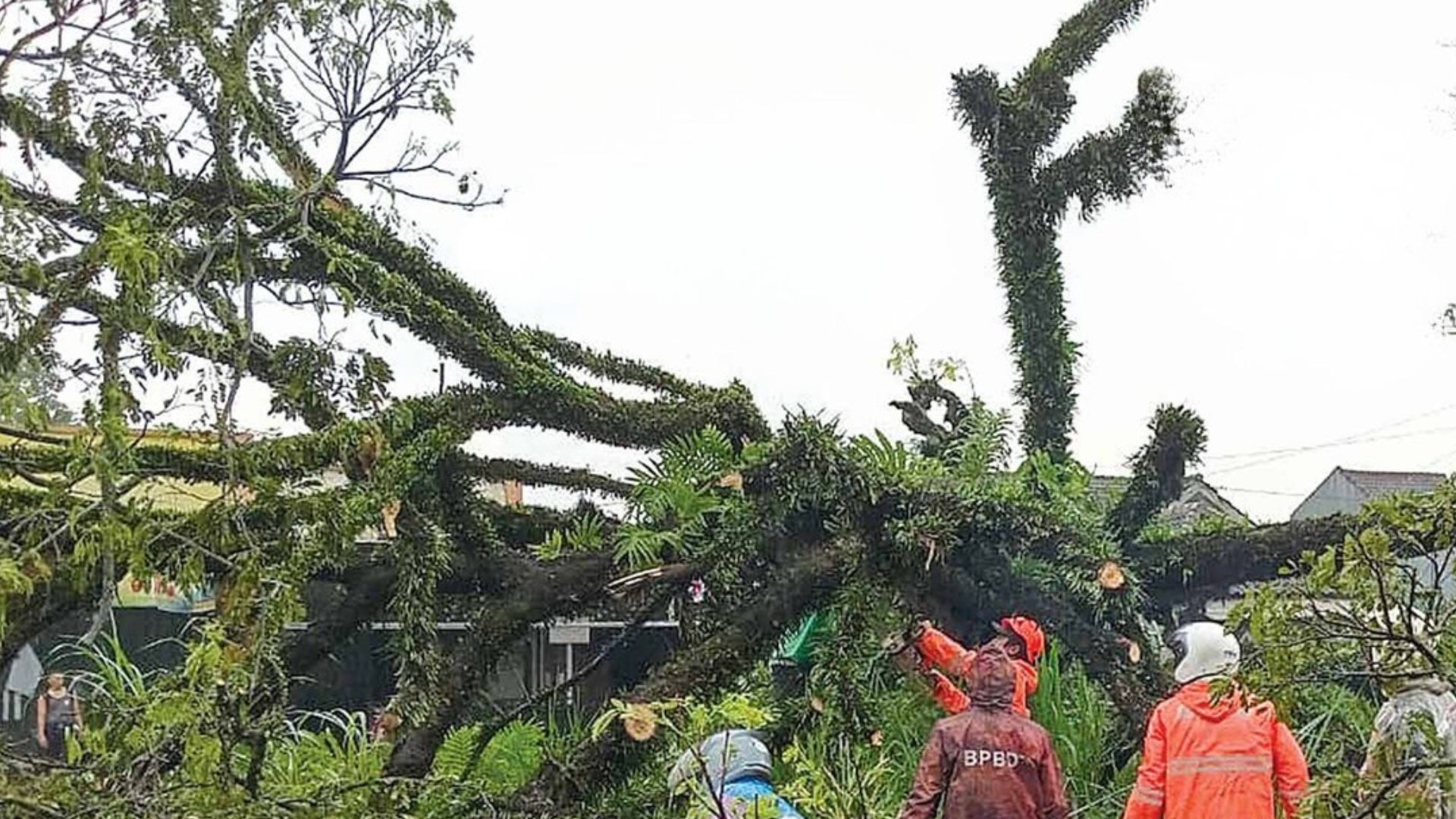 YANG KESEKIAN: Pohon Saman di desa Kemantren, Kecamatan Jabung tumbang pada rabu lalu (3/12). Sebelum itu, tercatat ada puluhan pohon tumbang yang terjadi sejak Januari 2025.