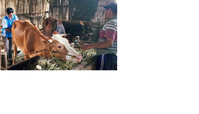 RUTIN TIAP TAHUN: Peternak sapi dari Kecamatan Kedungkandang jadi salah satu sasaran program inseminasi buatan.