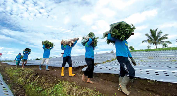 PRODUKTIF: Panen edamame dilakukan di Sarana Asimilasi dan Edukasi (SAE) di Desa Maguan, Kecamatan Ngajum, pekan lalu. Itu merupakan salah satu program bimbingan kerja dari Lapas Kelas I Malang.