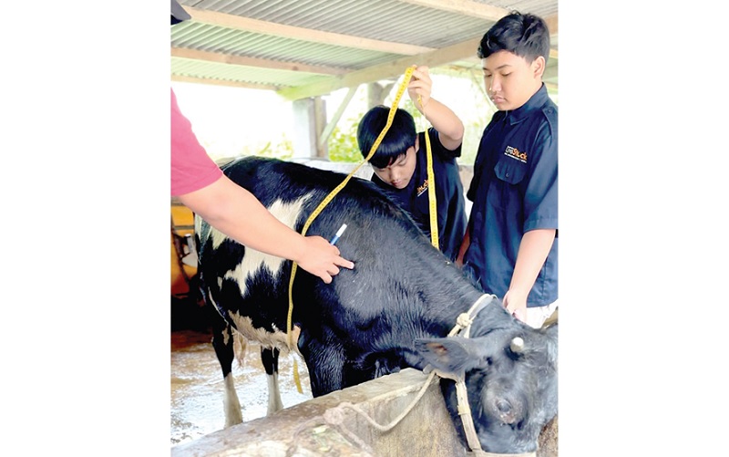 PRAKTIK LANGSUNG: Siswa Agribisnis Peternakan SMK Muhammadiyah 1 Batu mengukur pertumbuhan sapi dalam kegiatan PKL.