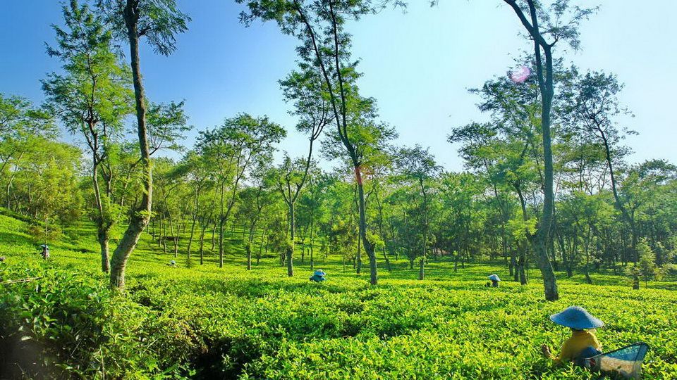 WISATA ALAM: hamparah kebun teh di Lawang, Kabupaten Malang