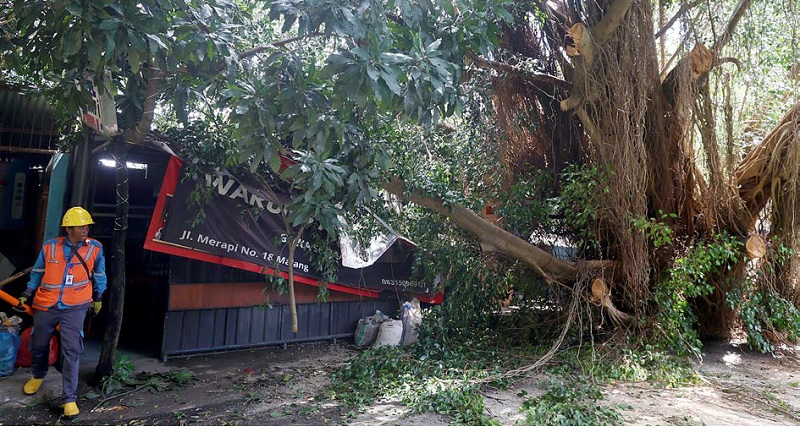 MUSIBAH: Pohon beringin setinggi 15 meter dengan diameter 1 meter menimpa warung kopi di Jalan Merapi, Kelurahan Oro-Oro Dowo, Kecamatan Klojen, kemarin.