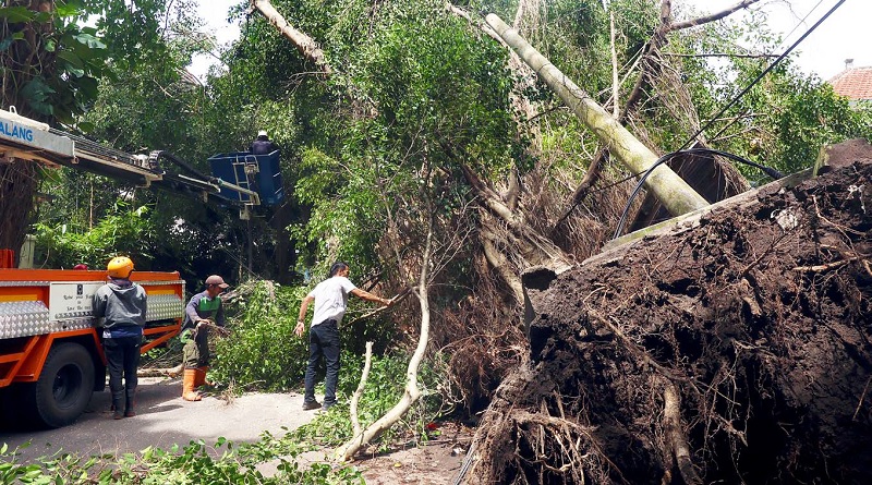 BENCANA: Relawan dan warga sekitar membantu BPBD untuk mengevakuasi pohon beringin yang tumbang di Jalan Merapi, Kelurahan Oro-Oro Dowo, Klojen kemarin (10/12).