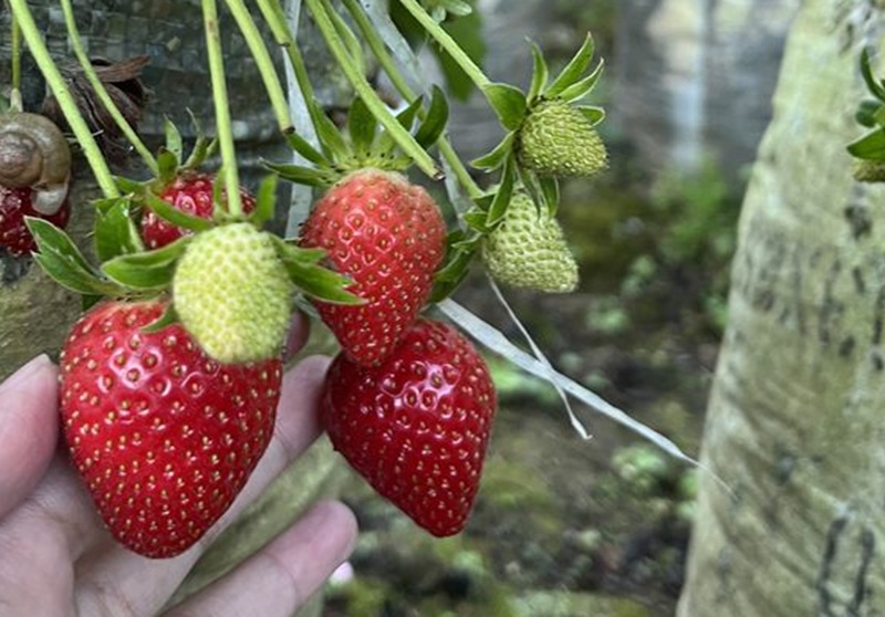 SERU DAN MENGEDUKASI: Memetik buah stroberi langsung dari kebunnya