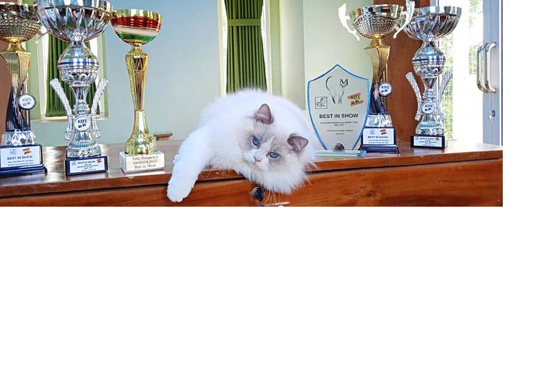 KOMITMEN: Tatang Adi Bintoro (kanan) menggendong Annie menerima juara dua International Cat Show National Winner 2025 di Bali pada Oktober lalu. Foto kiri, Angelo, kucing jenis ragdoll milik Atang