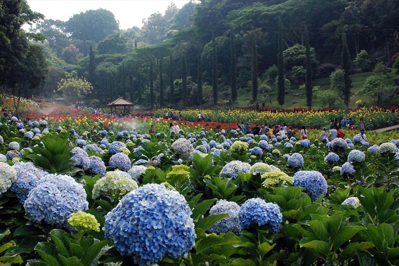 Ilustrasi kebun bunga di Kota Batu