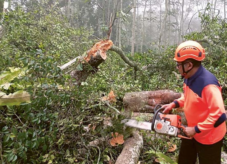 TETAP WASPADA: Salah satu personel BPBD Kabupaten Malang melakukan penanganan terhadap bencana pohon tumbang di Desa Srigading, Kecamatan Lawang, akhir November lalu.